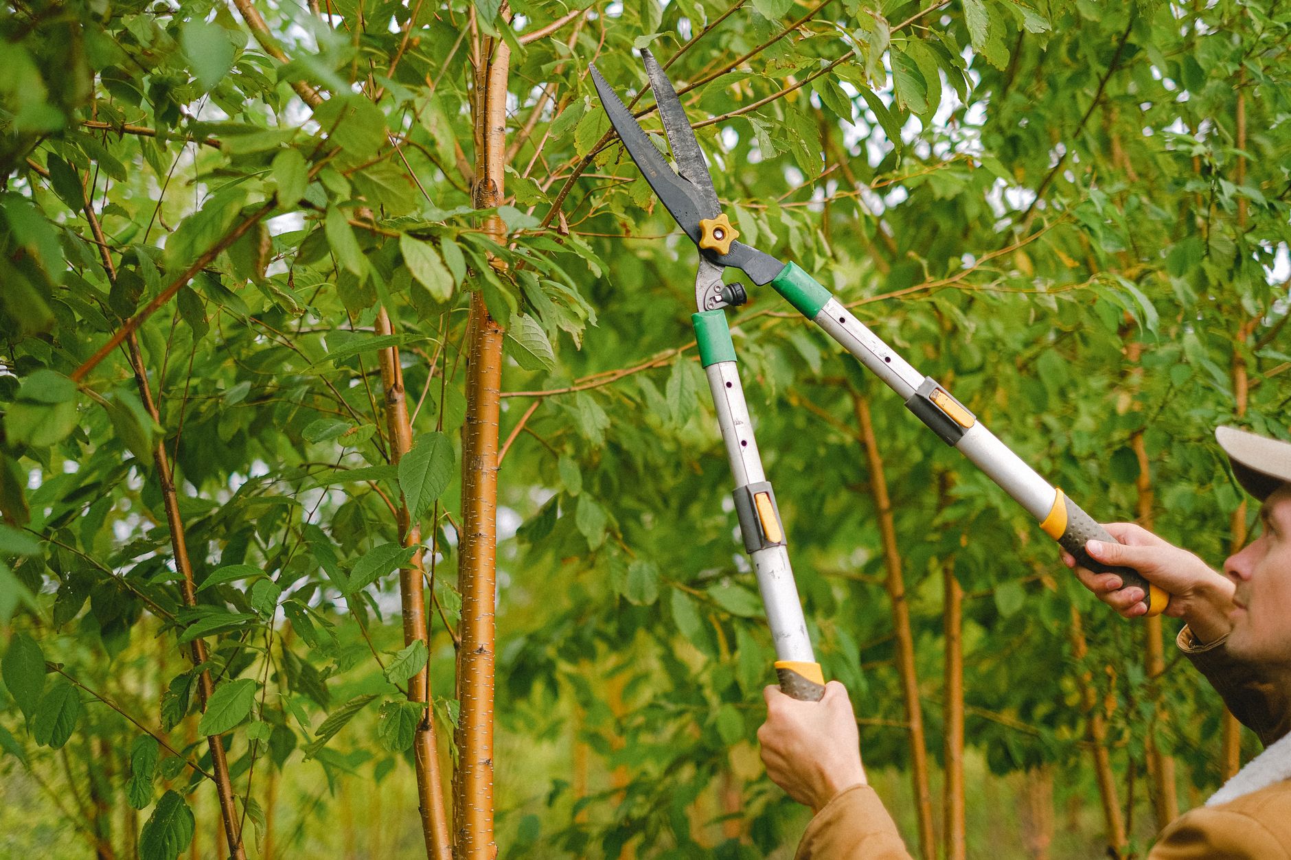 New Heights Tree Service at work